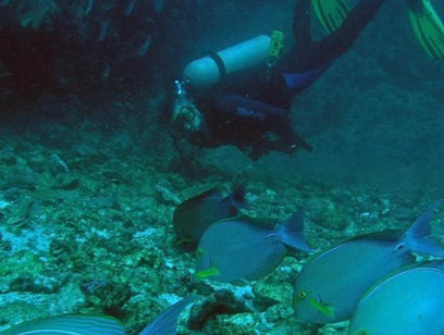Scuba Diving Catalinas Islands