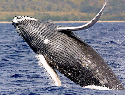 Whale and Dolphin Watching Marino Ballena National Park - Dolphin Tours