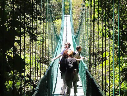 Guided Hanging Bridges with Reptile and Frog Exhibit Combo