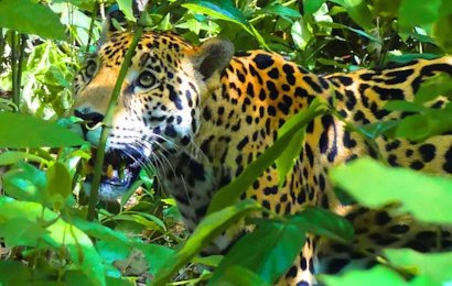 The Osa Expolorer is an incredible safari that will take you to the wilds of Corcovado National Park, which is known as one of the wildest places on the planet! This amazing nature tour includes great hotels, excellent tours and most meals.