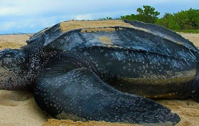 The Leatherback and Lava Pac is one of our most popular Costa Rica nature vacations.