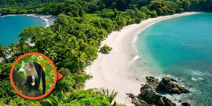 Manuel Antonio National Park is Costa Rica's smallest, but most famous national park, and for good reason! The park is loaded with rare and exotic animals and also home to one of the prettiest beaches you'll ever see.