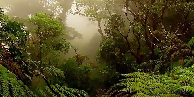 Discover the mysteries of the highland forest on the Monteverde Cloud Forest Reserve Tour.