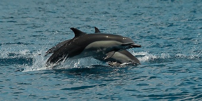 The Osa Peninsula is one of the best places in the world to observe dolphins and whales.