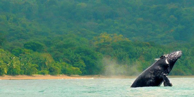 Marino Ballena National Park offers 13,000 maritime acres and the largest coral reef on Central America’s Pacific coast. Home to Humpback Whales December through April, this destination is long on scenic beauty.