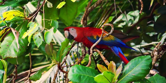 Carara National Park is the perfect place for a hiking adventure or unplanned stroll. You’ll be greeted by Costa Rica’s largest population of Scarlett Macaws as well as a plethora of other birds and wildlife.