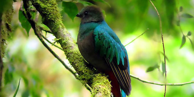 This lovely destination greets you with a massive variety of life and diversity. It is a wonderful place to learn about the natural habitats of Costa Rica while viewing a multitude of bird and animal species.
