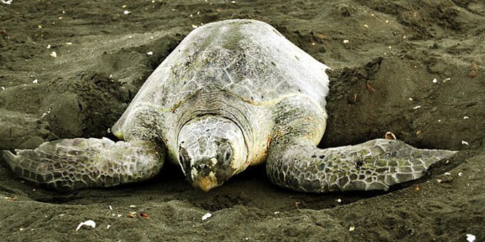 Playa Nancite is most famous for being a beach that receives arribadas by nesting olive ridley turtles.