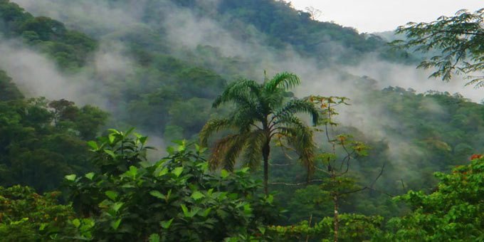 The San Lorenzo Cloud Forest is one of the most overlooked, but easily accessible cloud forests in Costa Rica.