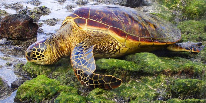 There are five species of Costa Rica sea turtles which we will describe below, but first we’ll start off by describing what it is like to...