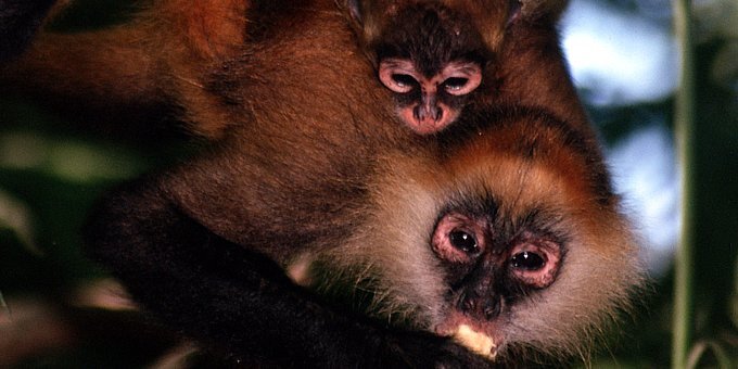 Costa Rica, embraced by its verdant rainforests, teeming ecosystems, and profuse wildlife, stands as a haven for primates.
