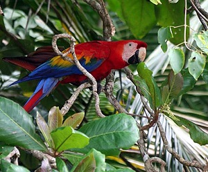 A Lapa full of colors in Costa Rica