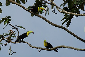 Toucans watched in Costa Ricas Rainforest