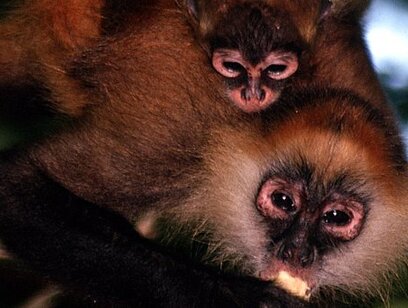 Corcovado National Park Tour San Pedrillo Station