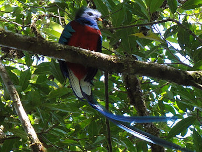 Quetzal Quest - Trogon Lodge