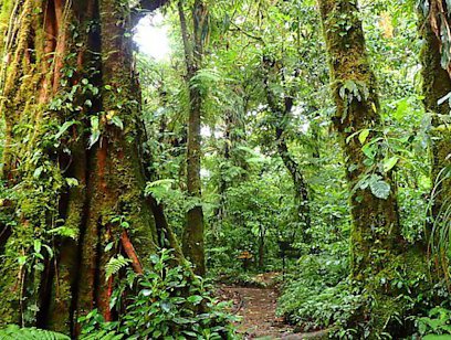 Santa Elena Cloud Forest Reserve