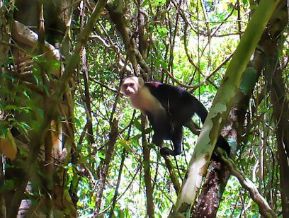 Cabo Blanco Absolute Natural Reserve