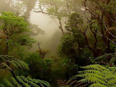 PRIVATE Monteverde Cloud Forest Reserve