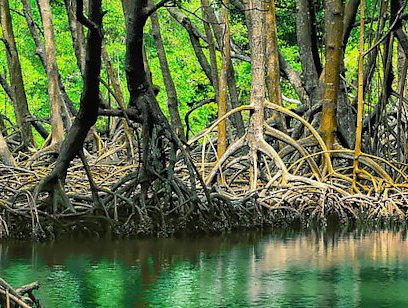 Tour to the Mangroves of Terraba