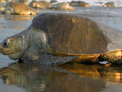 Sea Turtle Observation at Corozalito Beach