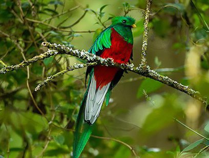 Cloud Forest Bird Watching