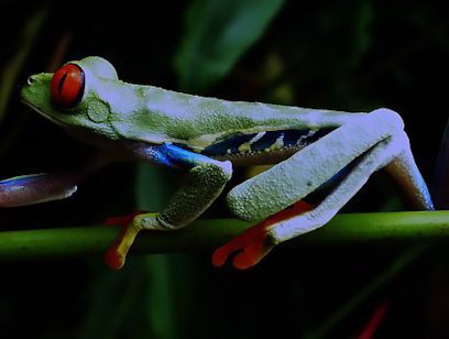 Night Walk at Ecocentro Danaus