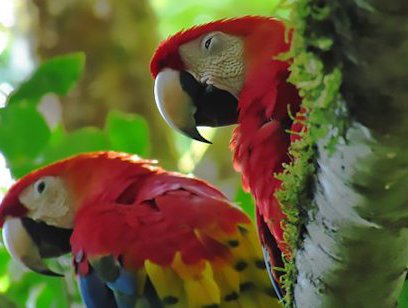 Lowland Bird Watching Hike