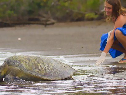 Pacific Green Turtle Nesting Tour at Night