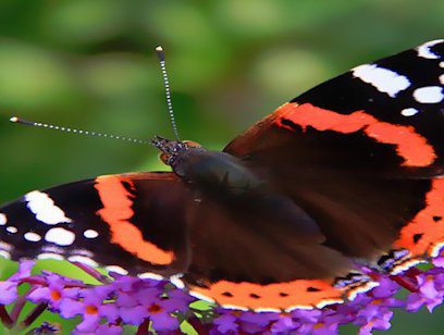 Butterfly Garden at Danaus Eco-Center Tour