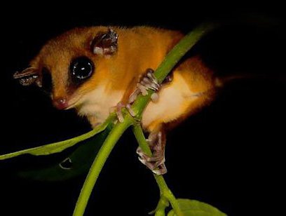 Arenal Oasis Night Hike Tour