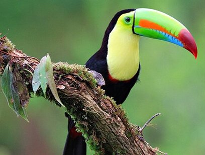 Bird Watching Tour - Callidryas Tours