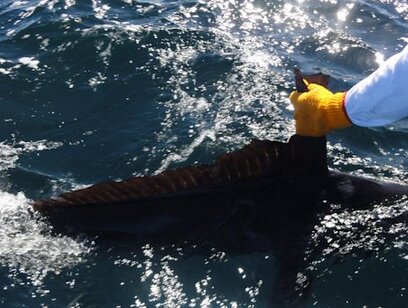 Offshore Sport Fishing 31 Foot Boat - Full Day