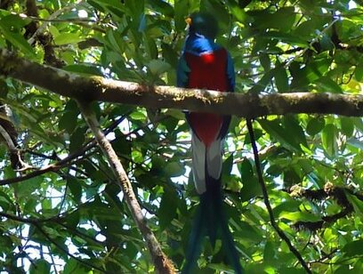 Cloud Forest Hike at Juan Castro Blanco National Park