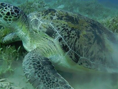 PRIVATE Pacific Green Turtle Nesting Tour at Night