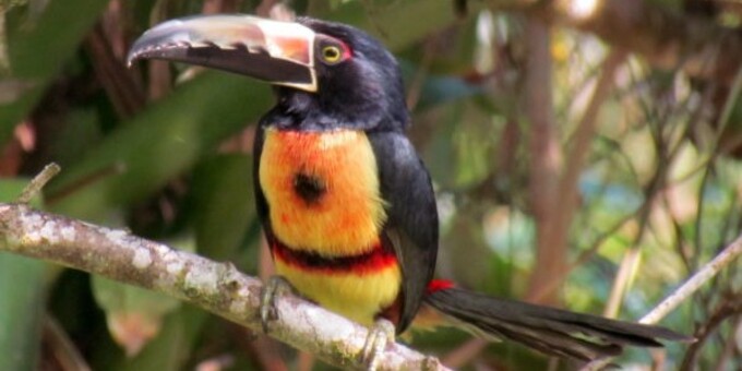 Collard aracari