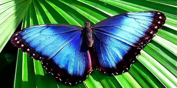 Blue morpho butterflies are amomng the most beautiful creatures in Costa Rica
