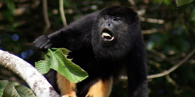 Howler monkey