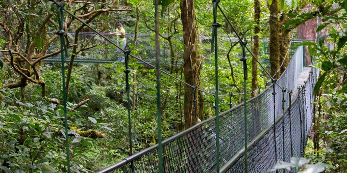 Canopy hanging bridges