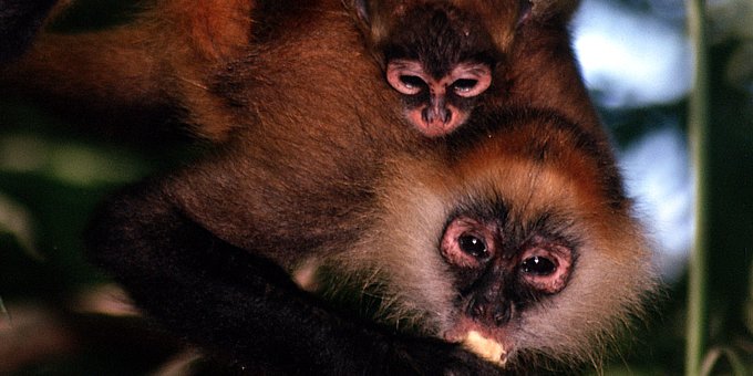 Corcovado National Park Tour - San Pedrillo Station - Aguila de Osa