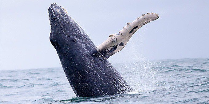 A whale breaches the surface