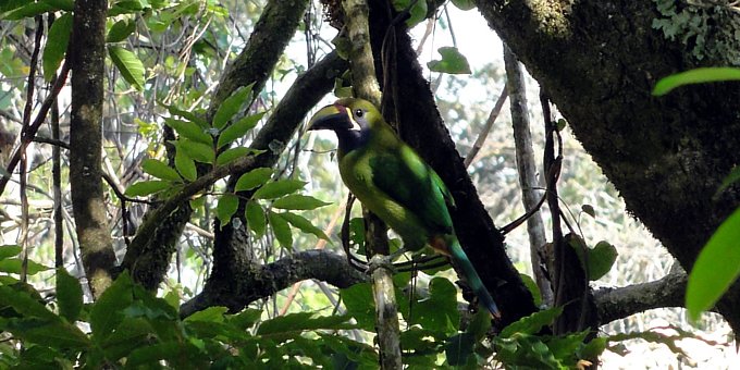 Emerald toucanet