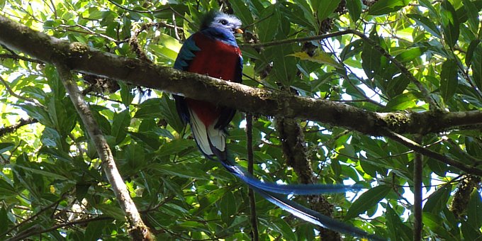 A resplendent quetzal