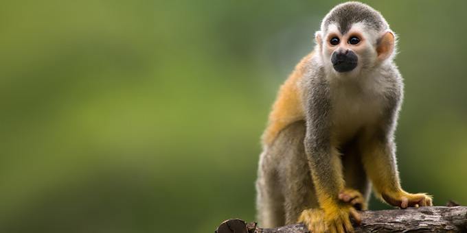 Squirrel monkey