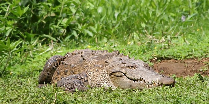 American crocodile