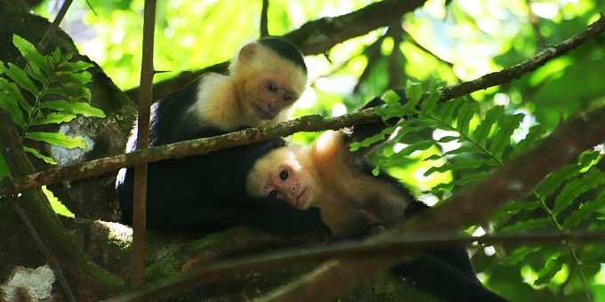 Capuchin monkeys