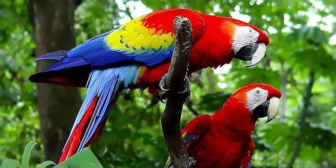 Scarlett Macaws