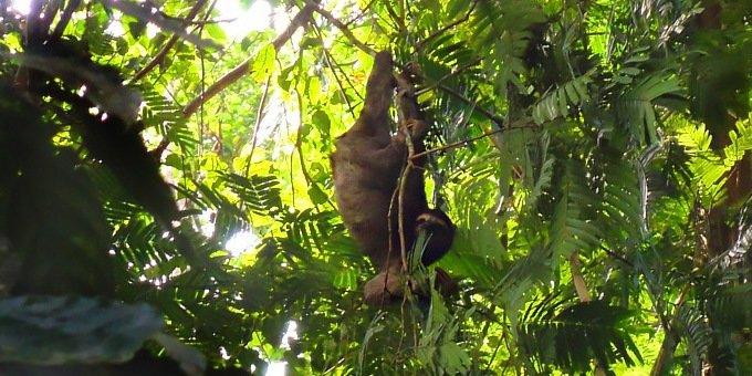 A sloth we fiund on the Caribbean coast