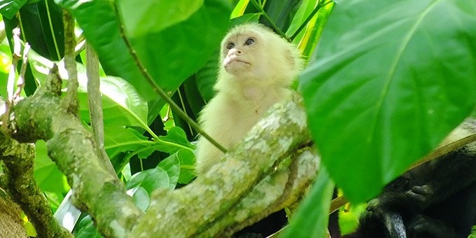 A capuchin monkey