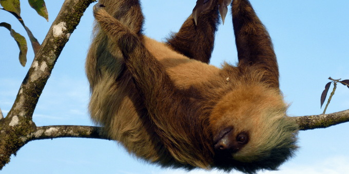Sloths are common in Cahuita National Park
