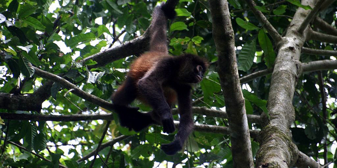 A spider monkey in Tortuguero